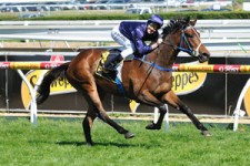 Atlantic Jewel Losing Grip On Cox Plate Betting After Loss