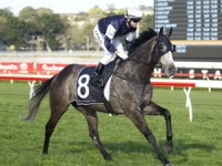 Fawkner Firms To Win Caulfield Cup